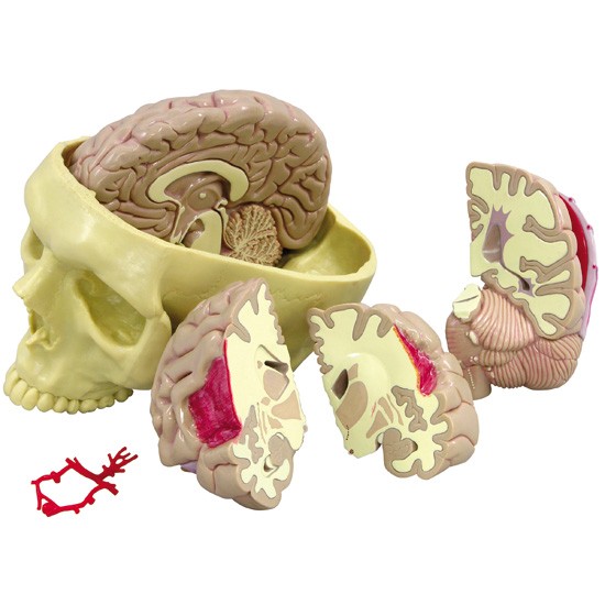 stem kit brain