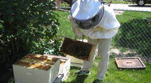 DM Beekeeper