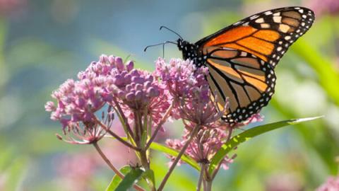 Monarch on Milkweed