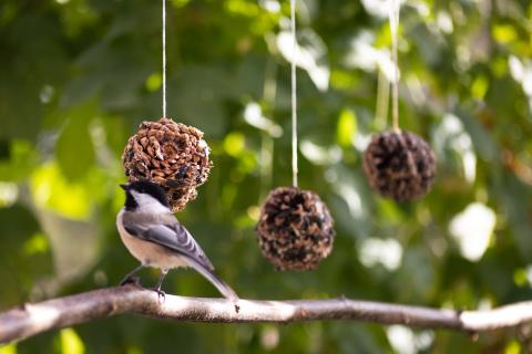 Feed the Birds! Kit 