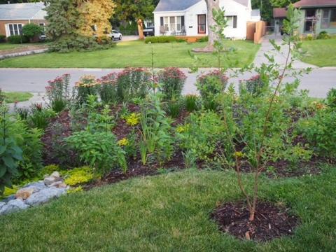 Rain Garden - Young Gardens