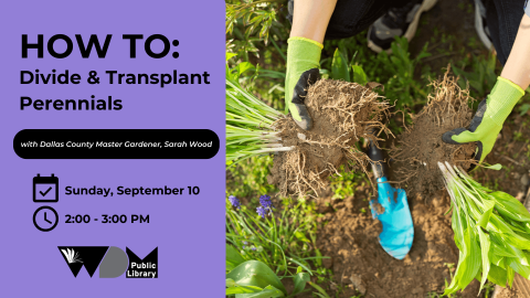 Divide and Transplant Perennials 