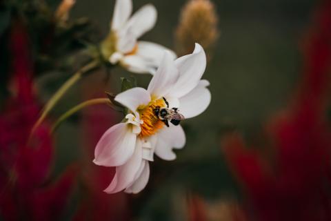 image of flower with bee
