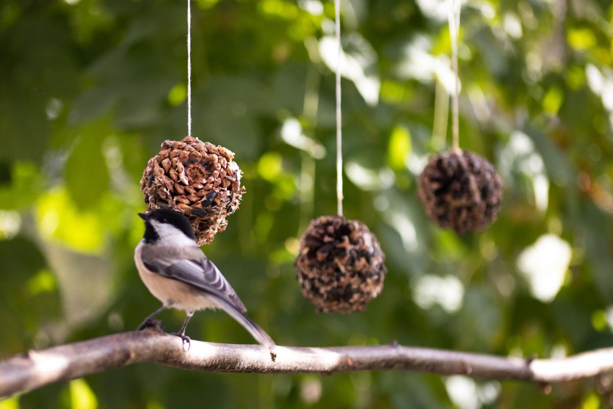 Feed the Birds! Kit 