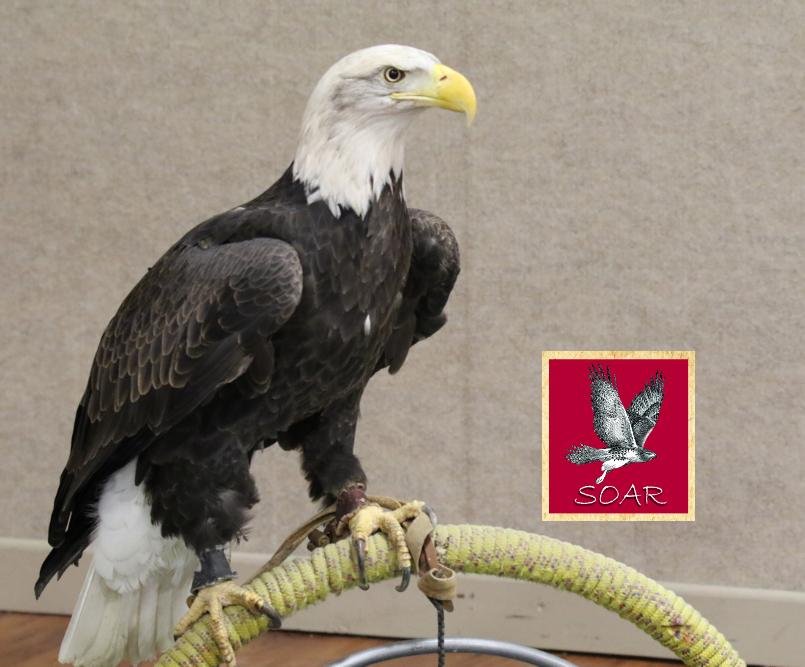 bald eagle on branch